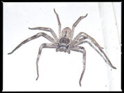 Krabbenspinne