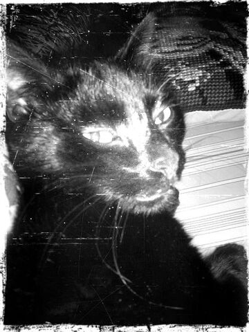 File:What-do-you-want-its-a-cat.jpg