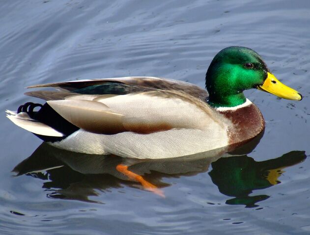 File:DUCK.jpg
