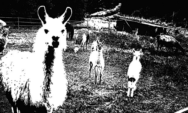 Datei:153-tiere creep.jpg