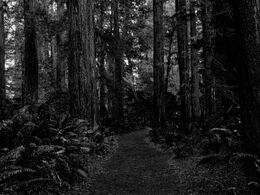 Into the woods