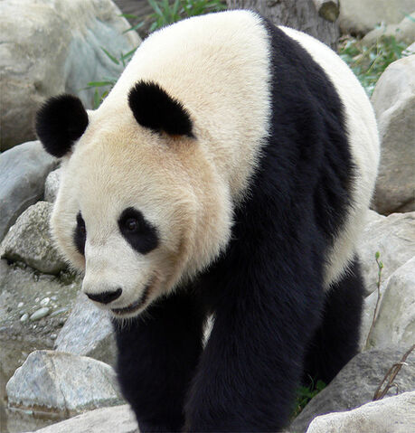 File:Panda.jpg