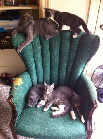 File:Kittenschair.png
