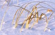 Grassinwinter