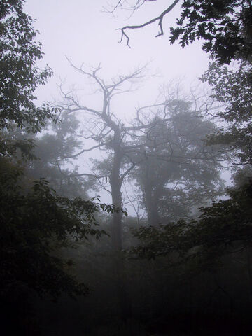 File:Pshot08.jpg