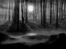 Scarydarkwoods