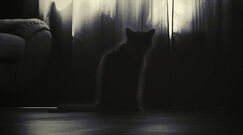 Black-cat