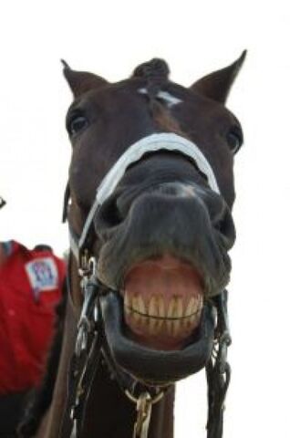 File:Horse-smile 2822158.jpg