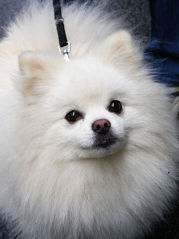 File:Pipin.jpg