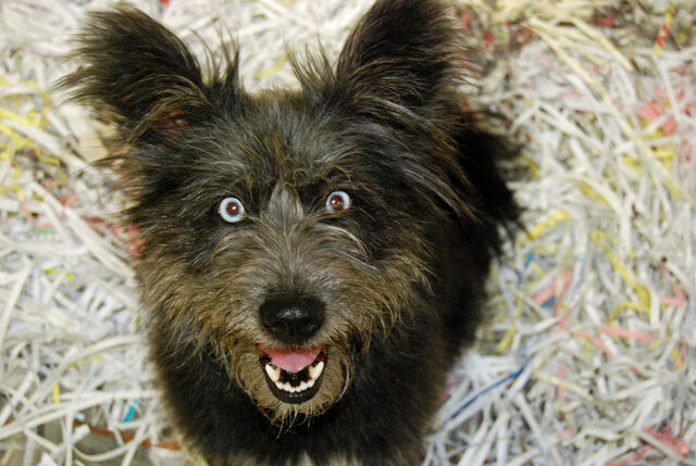 File:Creepy-dog.jpg