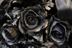 9278014-schwarze-rose