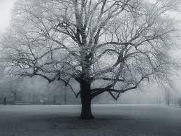 Silver sad tree