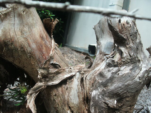 File:Let One Die.jpg