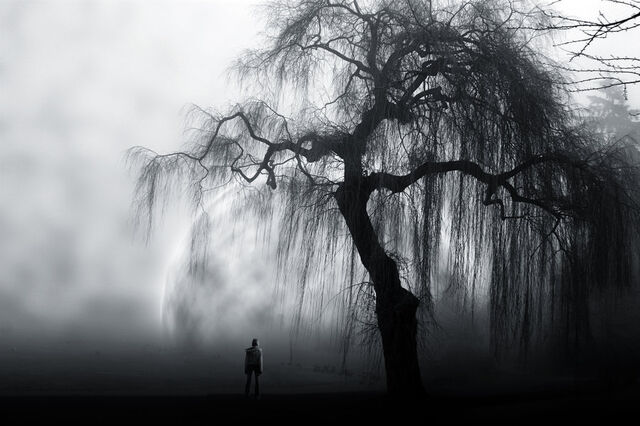 File:Tmp alone-black-and-white-tree-Favim.com-409135-906724688.jpg