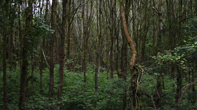File:Eeektrees.jpg