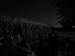 Cornfield-0