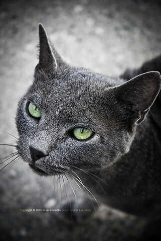 File:Green eyes cat.jpg