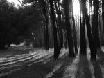 Bosque