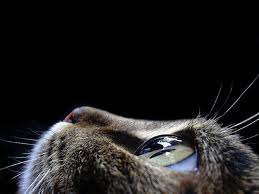 Gatto