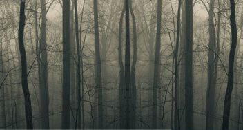 Creepy woods3