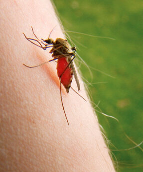 Mosca.jpg
