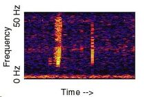 Scp169spectograph.jpg