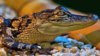 Crocodile