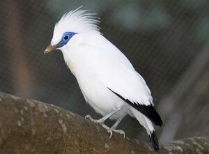 Bali starling hkg