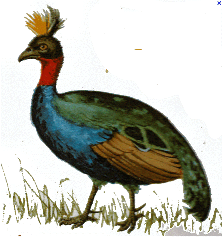 File:Congofury.gif