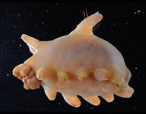 Antarctic-sea-pig-de