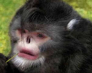 Monkey 0