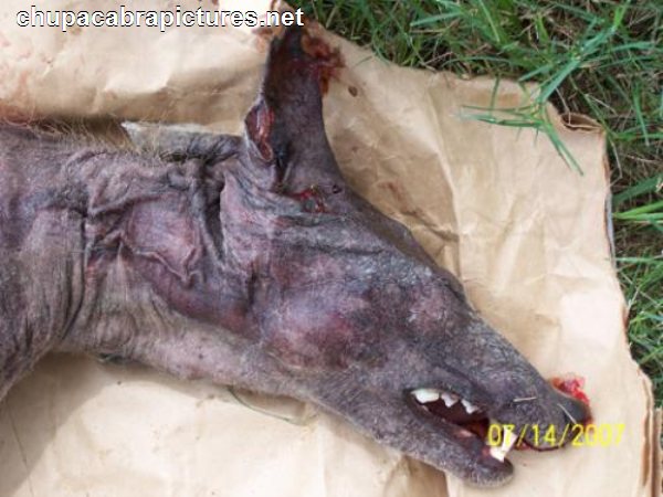 File:Photo-Of-Chupacabra.jpg