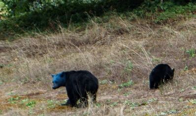 Blue-bear-570x339