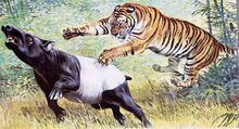 Tigre0