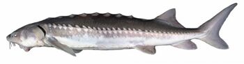 White sturgeon