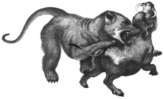 File:Oso perro.jpg