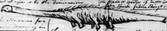 2007-02-20-the-stronsay-beast