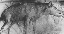 Shunkawarakin