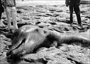 Deadplesiosaur