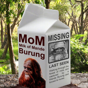 Milk-of-mande-burung