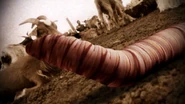 Death worm 4.jpg (120 KB) Death worm 4
