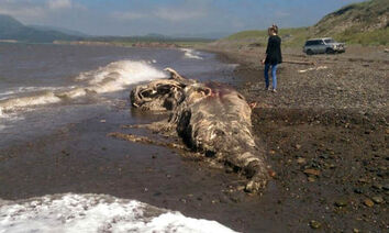 Sea-creature-in-Russia-310798