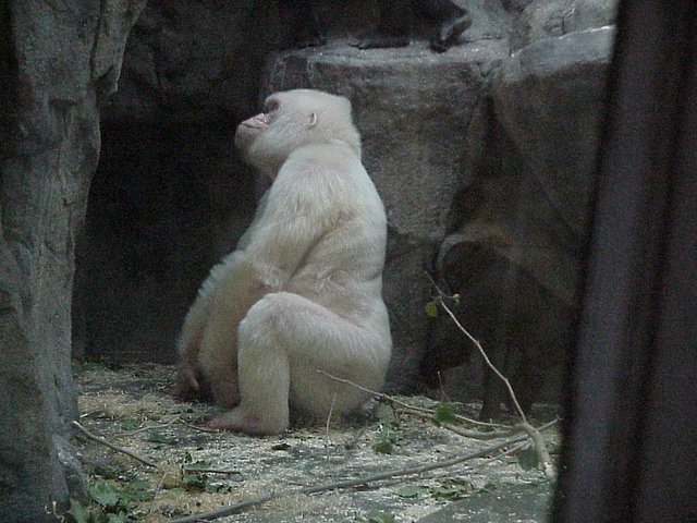 File:YetiHD.jpg