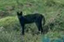 Panter blue