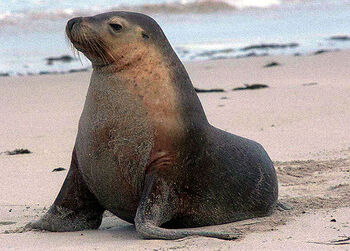 North fur seal