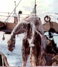 Zuiyo-maru-Monster