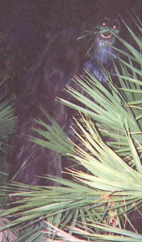 File:Myakka skunk ape 2.png