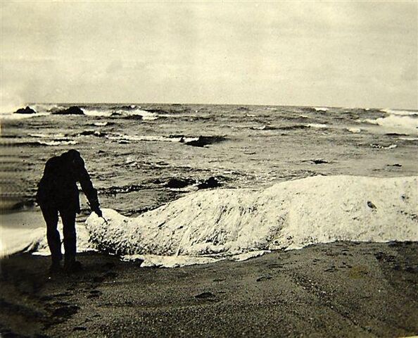 File:Trunko carcass.jpg
