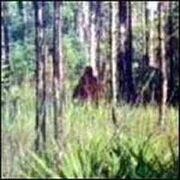 Skunk ape