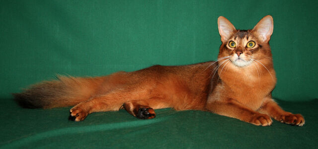 File:Adult Somali.jpg